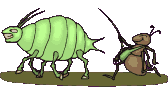 Gif animé puce fourmis